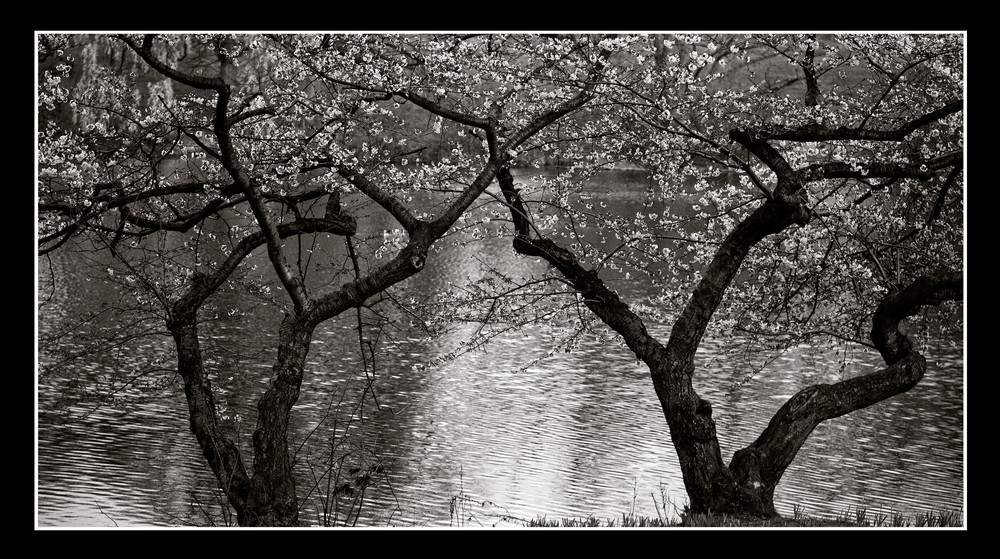 Cherry Trees  Branchbrook Park Photography Art | David Frank Photography