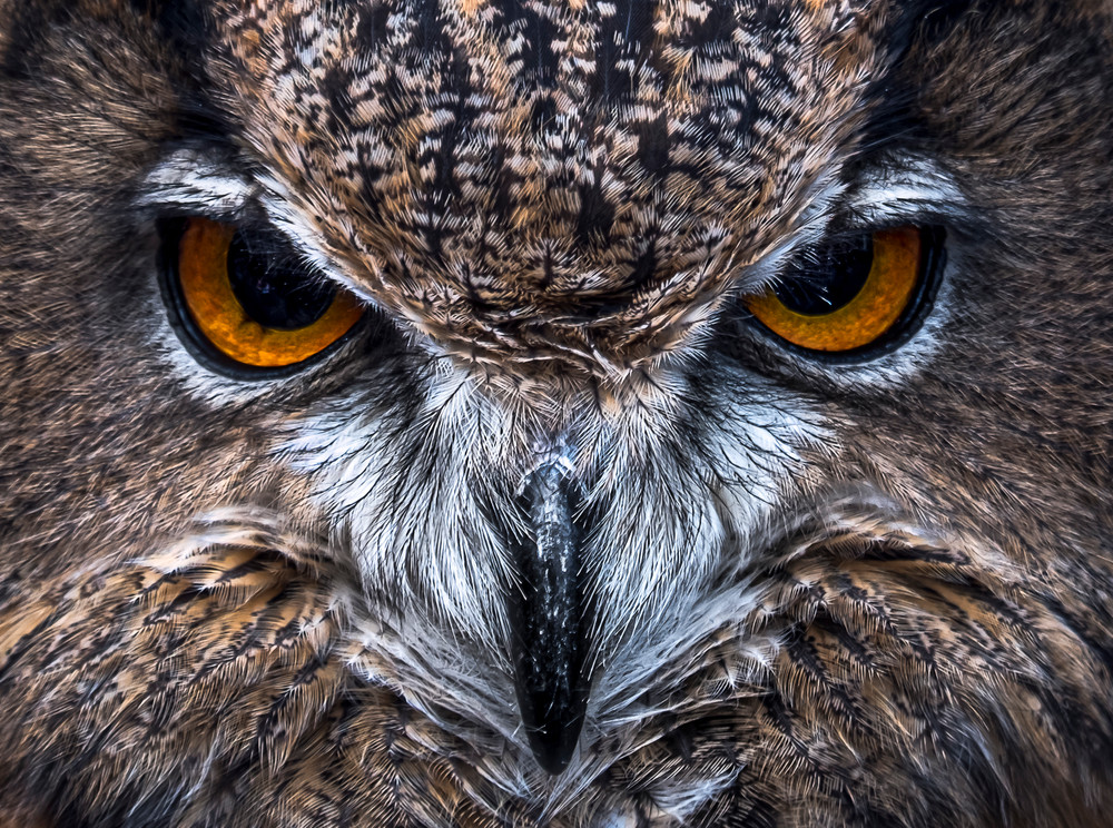 owl edinburg scotland wildlife