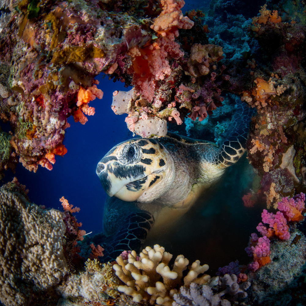 A photograph of a hawksbill turtle investigating a hole through a coral reef is the subject of this underwater fine art photograph for sale.