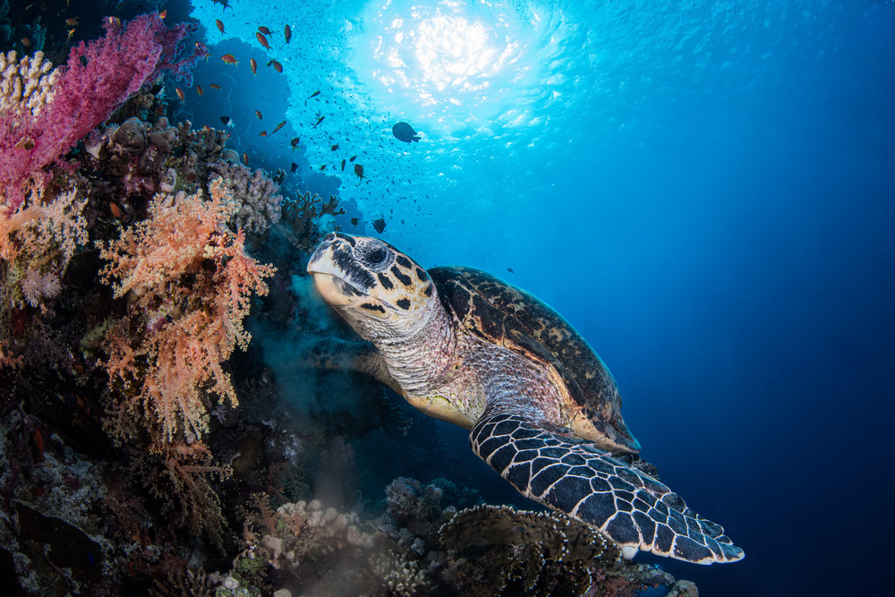 Turtle feeding under water is a photograph created in the sea and is available as a fine art print for sale.