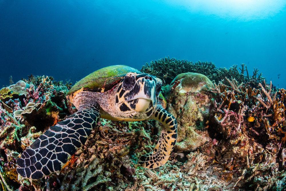 A photograph of a turtle feeding on a coral reef with moss on its back is available as fine art for sale.