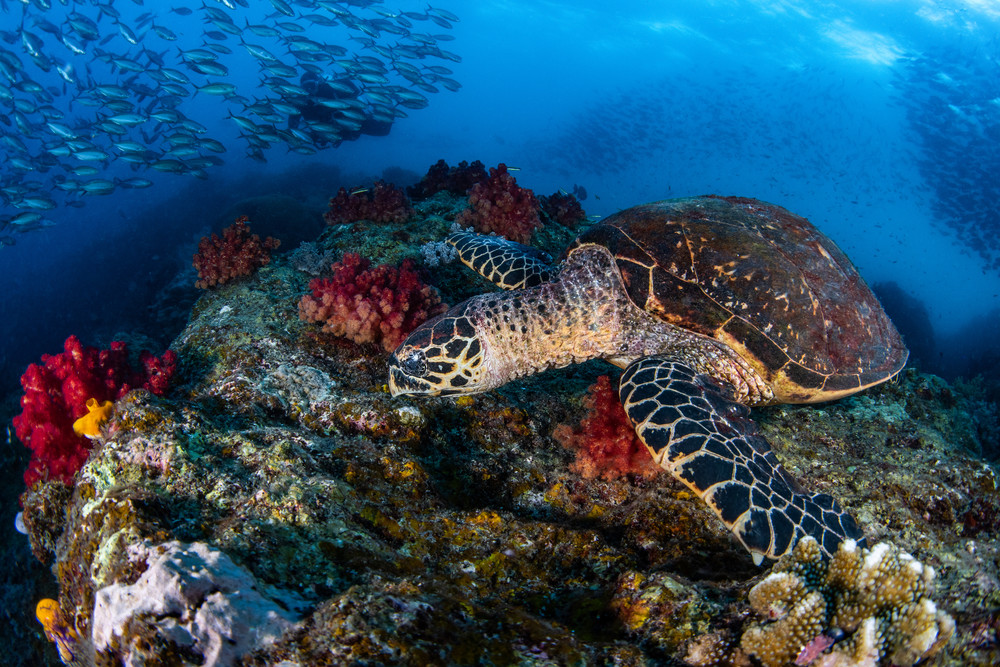 A hawksbill turtle grazing on a soft coral reef is an underwater fine art photograph for sale.