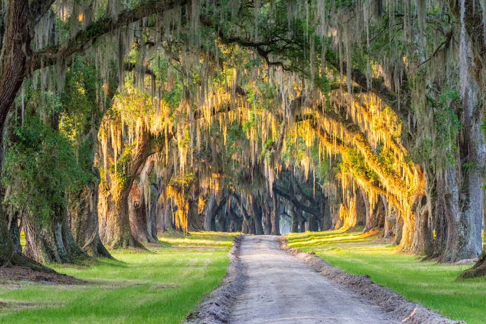 Golden Light of Dawn