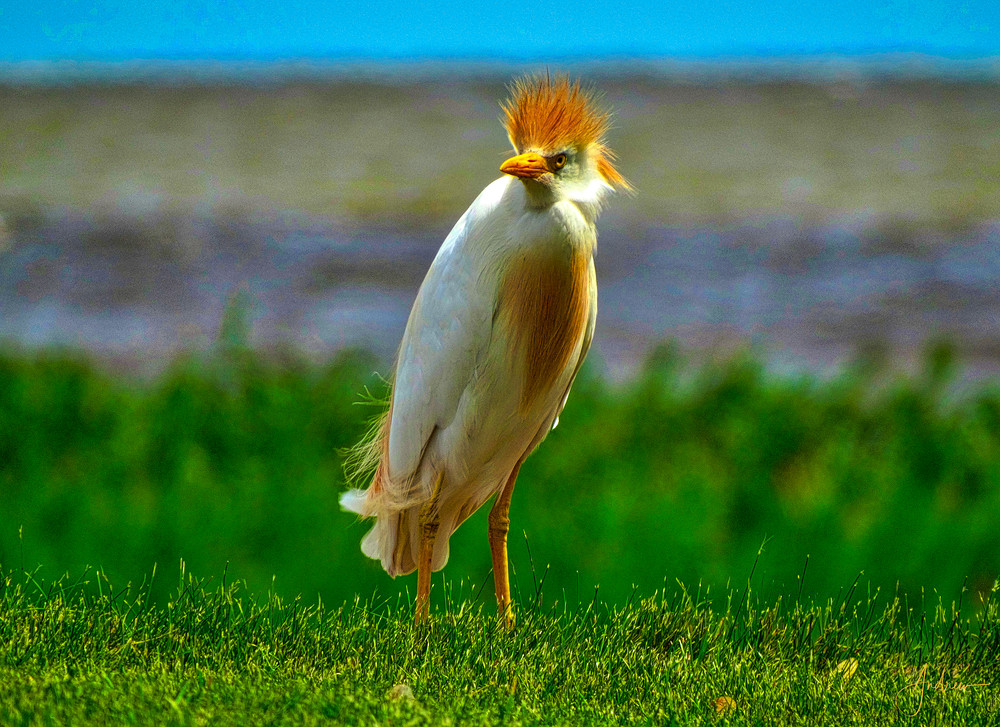 1 2 3 Cattle Egret Feeding At Sundown Photography Art | Nature Pics By Andrew