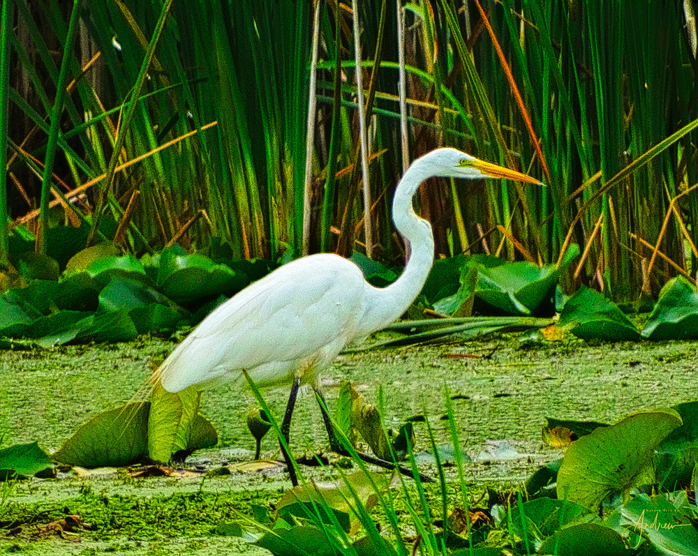 1 3 12 Great Egret Feeding Photography Art | Nature Pics By Andrew
