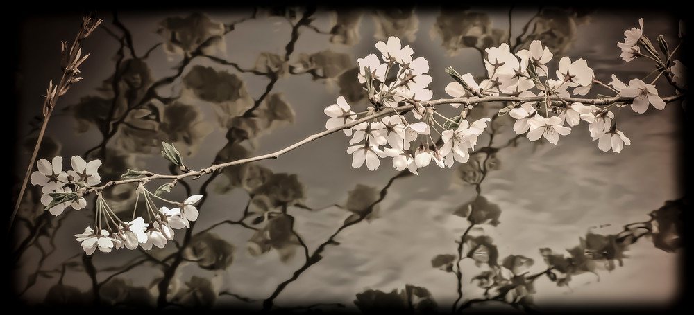 Cherry Blossoms - Branchbrook Park