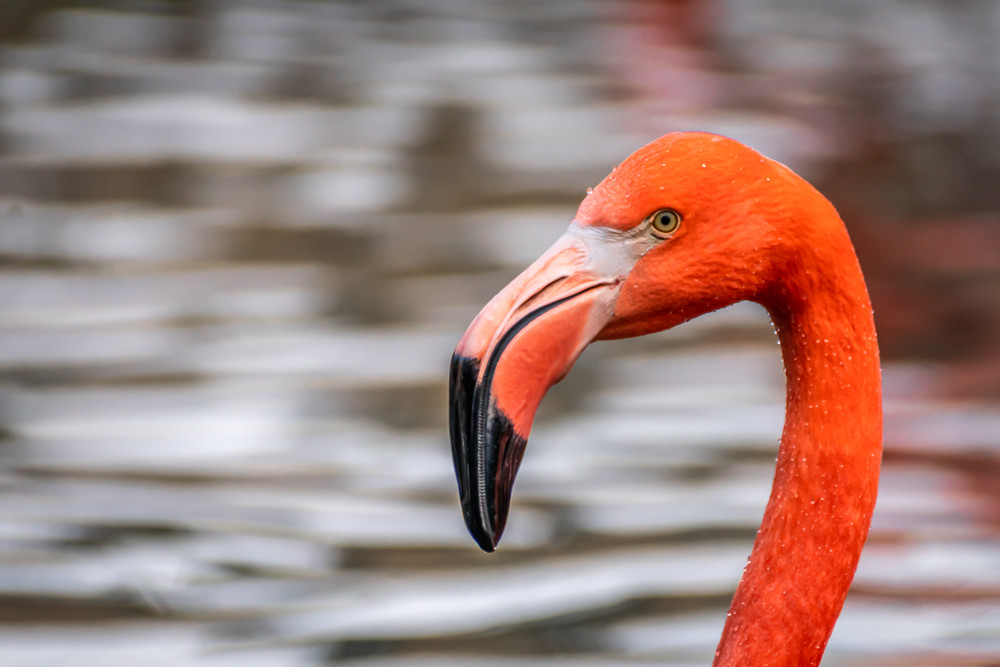 Waterside Flamingo Photography Art | Andres Photography