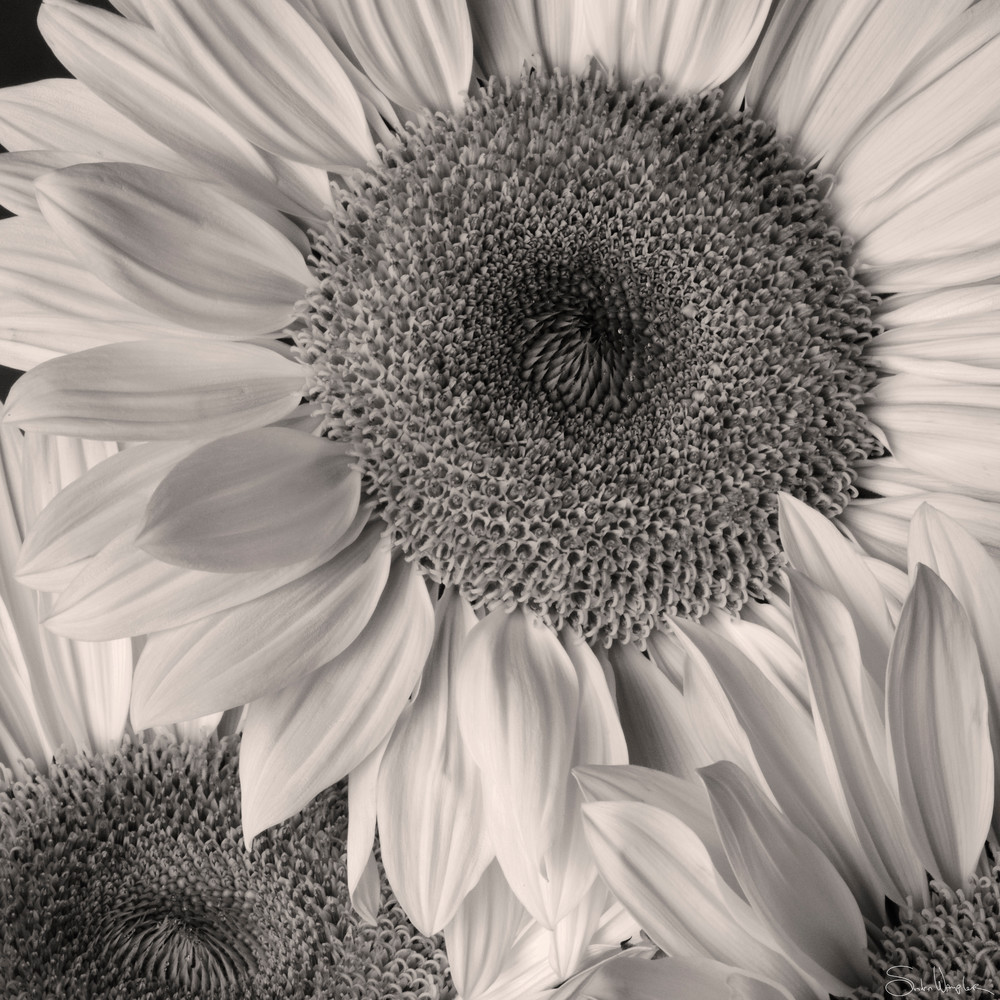 Sunflowers Art | Sondra Wampler | fine art