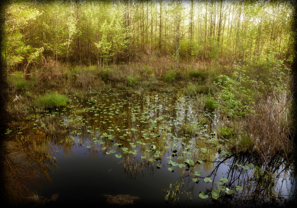 Spring in the Swamp
