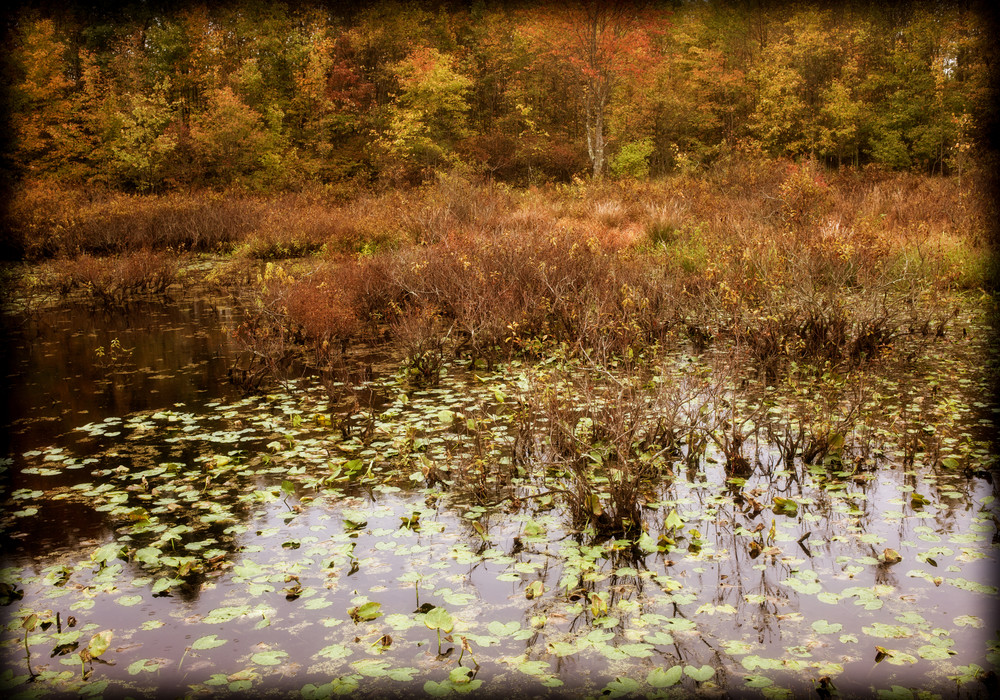 Great Swamp Autumn