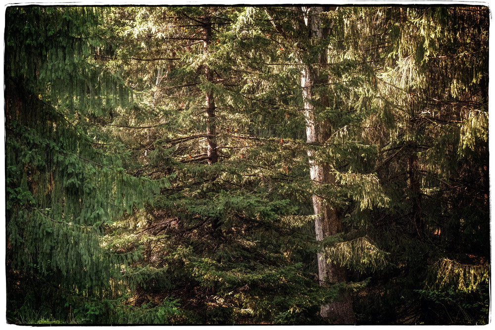 Pine Canopy Photography Art | David Frank Photography