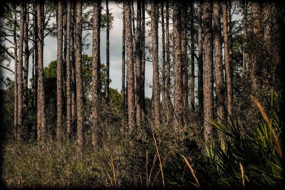 Pines In The Florida Scrub Photography Art | David Frank Photography