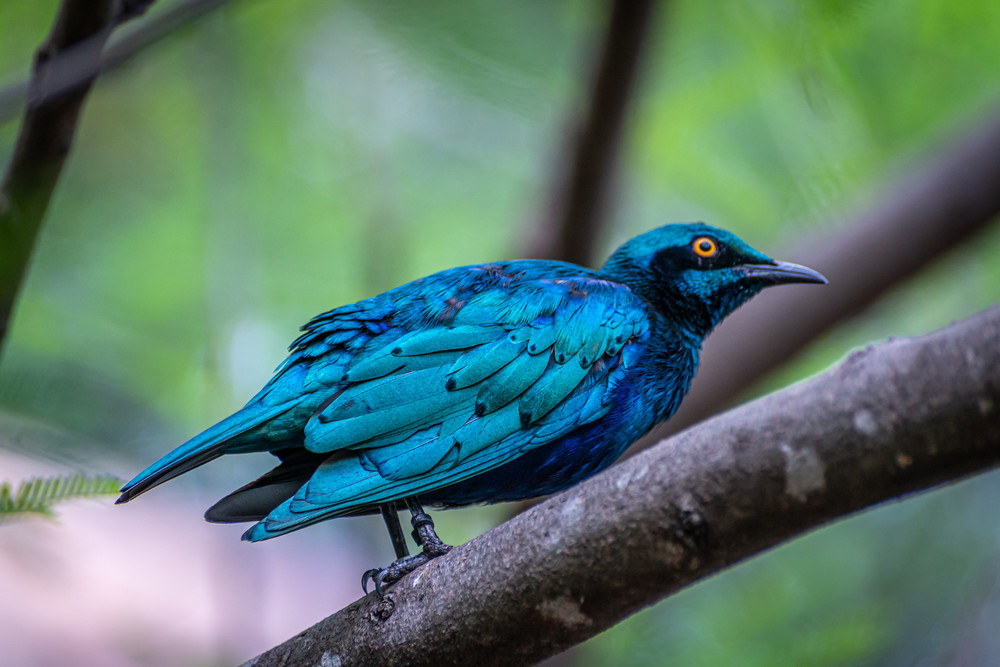 Glossy Starling Photography Art | Andres Photography