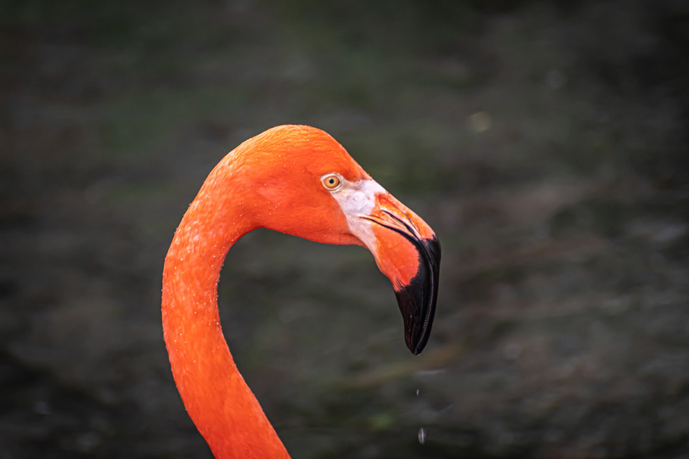  Flamingo  Photography Art | Andres Photography