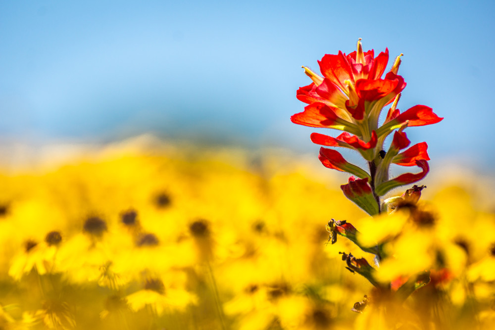 Red In A Sea Of Yellow Photography Art | Andres Photography
