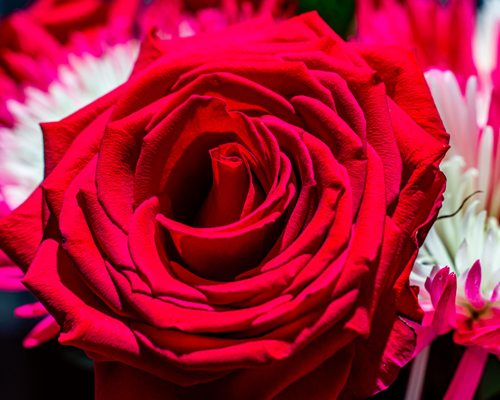 Very Red Rose Photography Art | Andres Photography