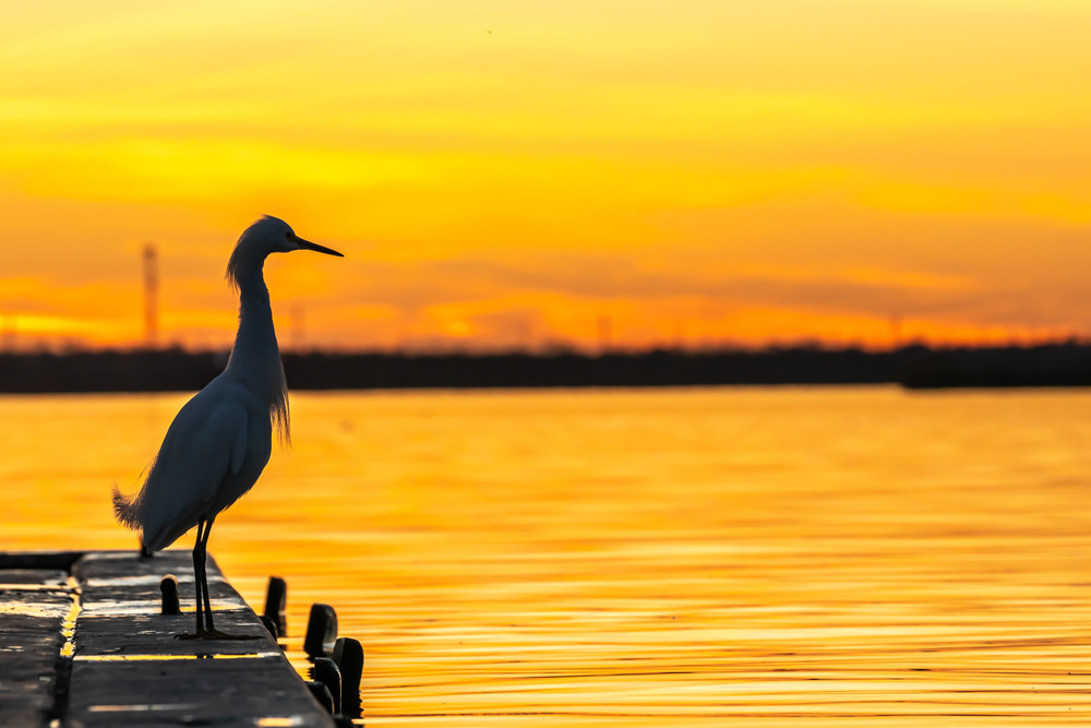 King Fisher @ Sunset Photography Art | Andres Photography