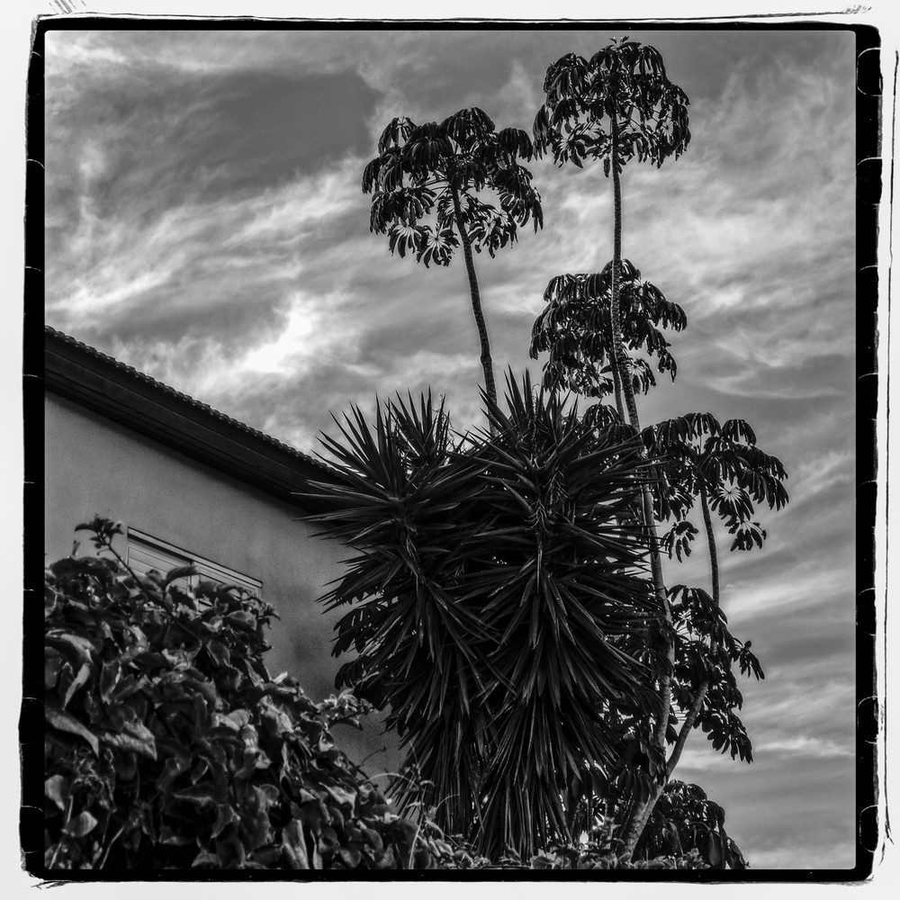Three Palms Photography Art | David Frank Photography