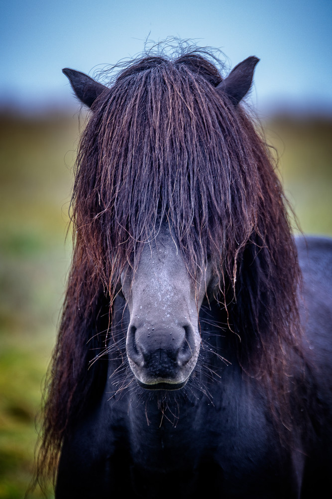 Portrait of an Icelandic Horse