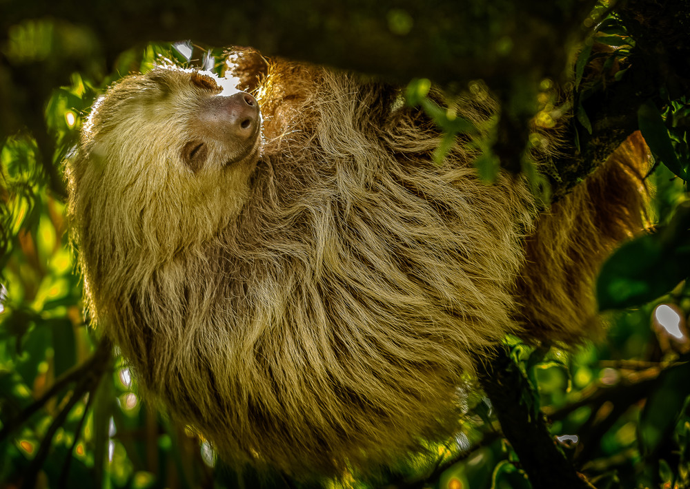 A Sloth in Costa Rica