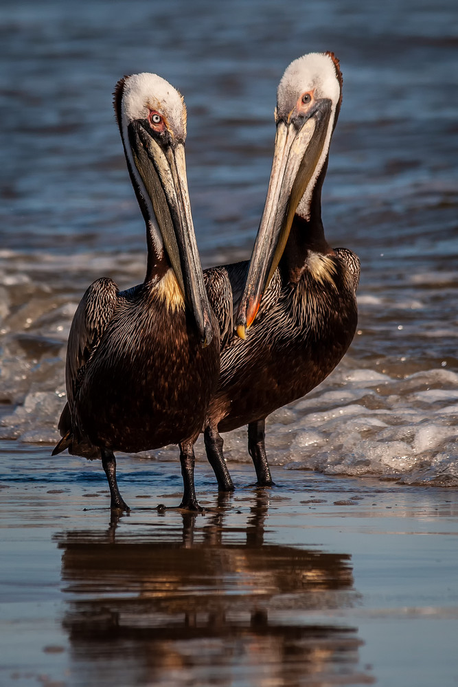 Dual Pelican Portraits