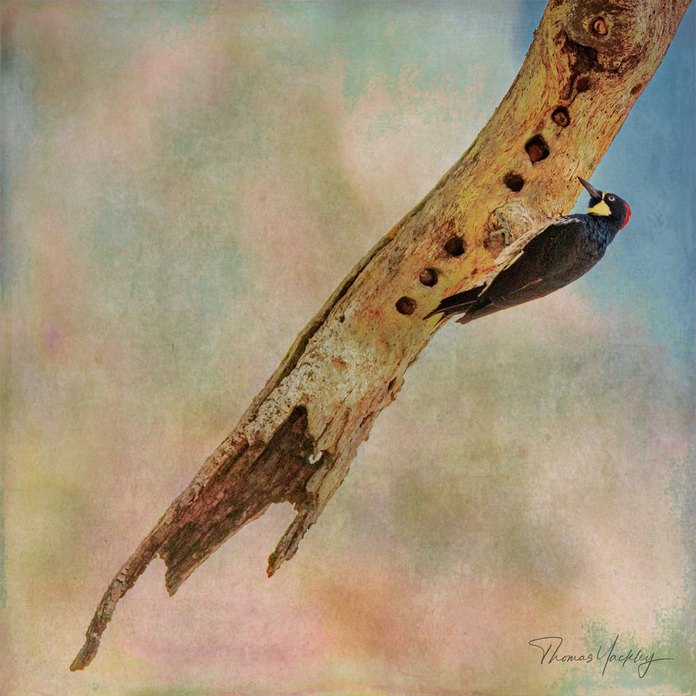 The Creation Of The Flute Photography Art | Thomas Yackley Fine Art Photography