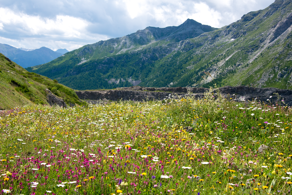 Alpine Meadow Isere Pass France Photography Art | Hatch Photo Artistry LLC Alpine Meadow Isere Pass France Photography Art | Hatch Photo Artistry LLC