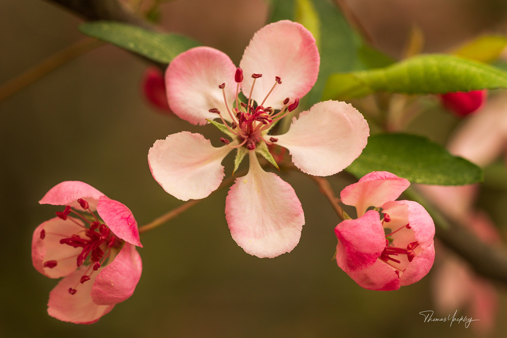 Apple Blossom  Photography Art | Thomas Yackley Fine Art Photography