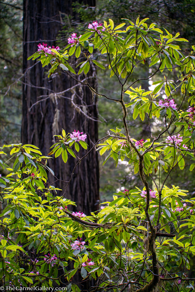 Summer Bloom, Coastal Redwoods Art | The Carmel Gallery