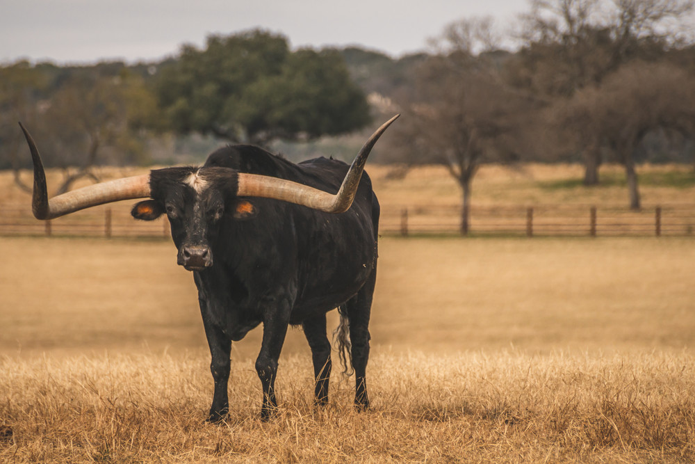 Black Texas Longhorn Bull Photography Art | Andres Photography
