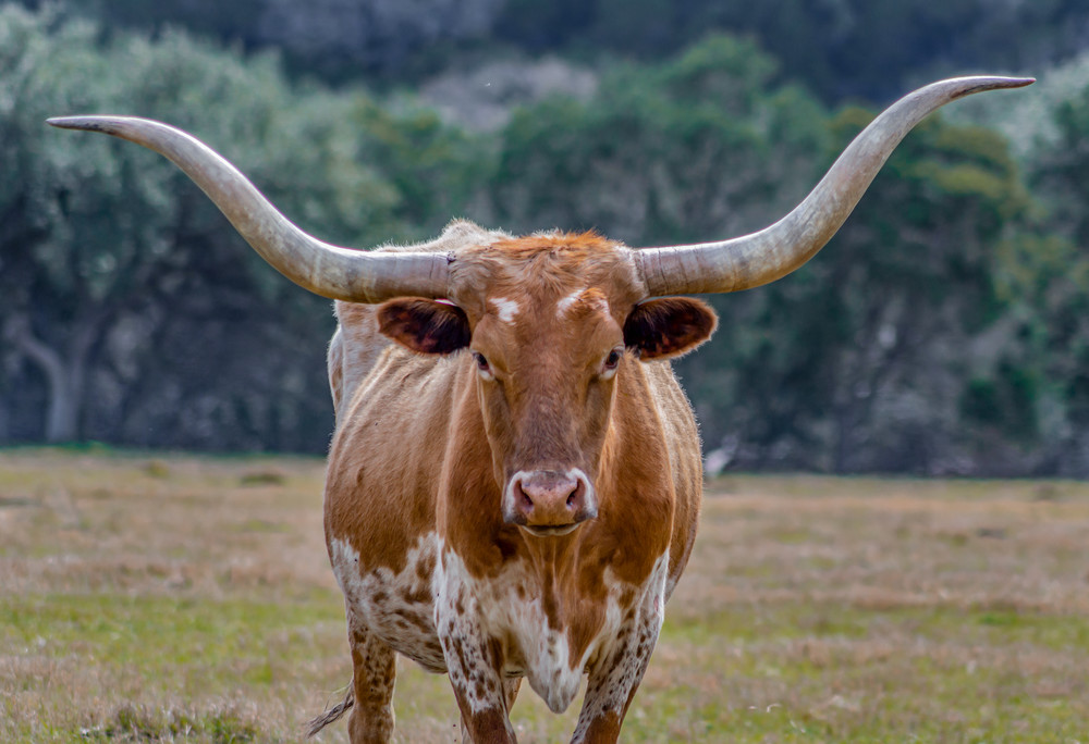 Texas Longhorn  Photography Art | Andres Photography