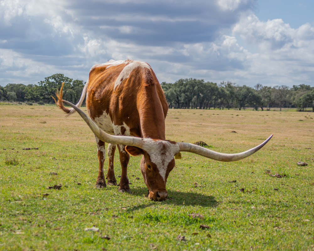 Grazing Steer Photography Art | Andres Photography