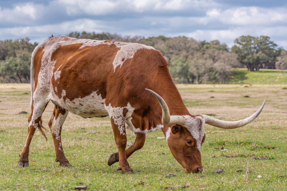Grazing Longhorn Photography Art | Andres Photography