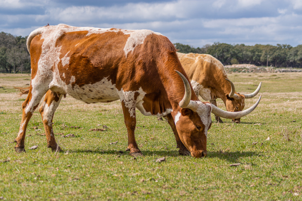 Grazing Longhorns Photography Art | Andres Photography