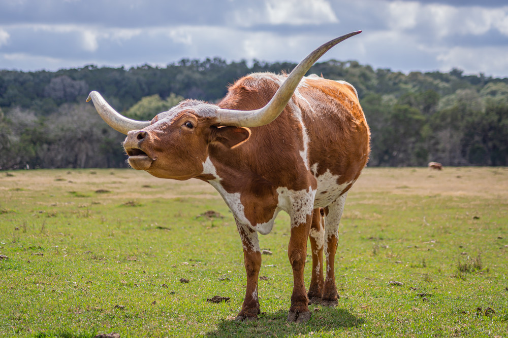 Bellowing Longhorn Photography Art | Andres Photography