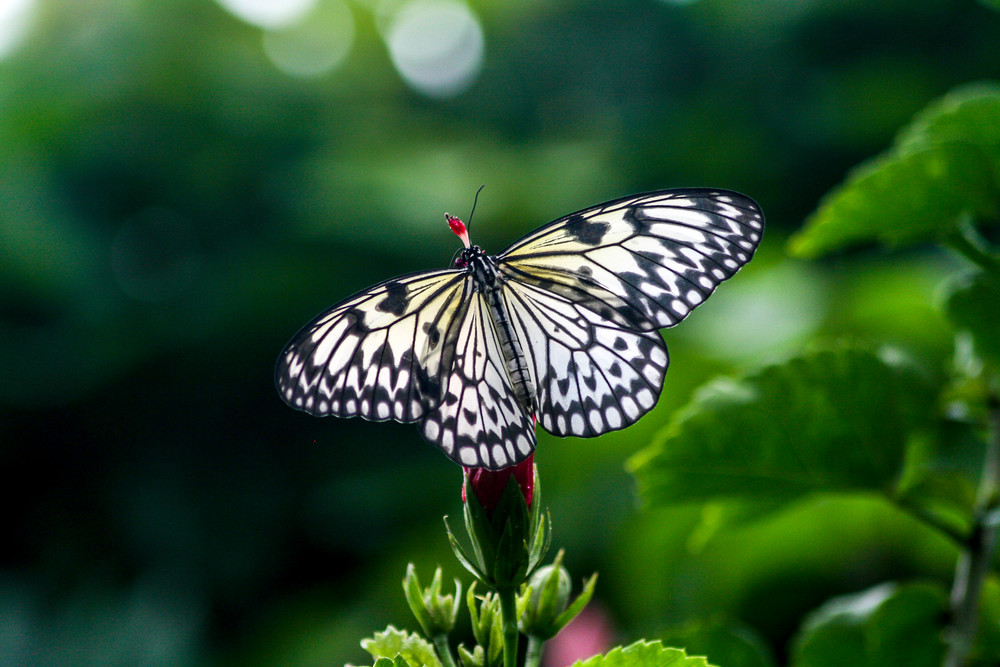 Butchart Garden Butterfly Photography Art | Catherine Balck Photography