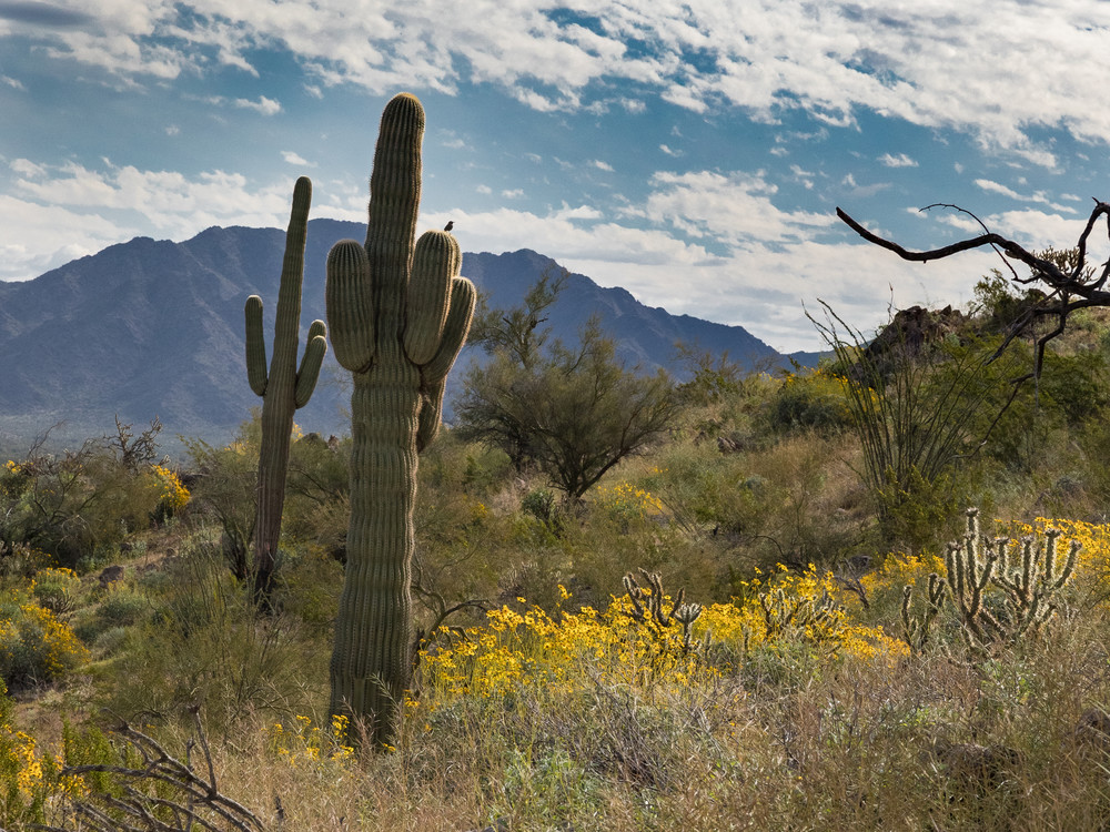 Cactus wren and saguaro