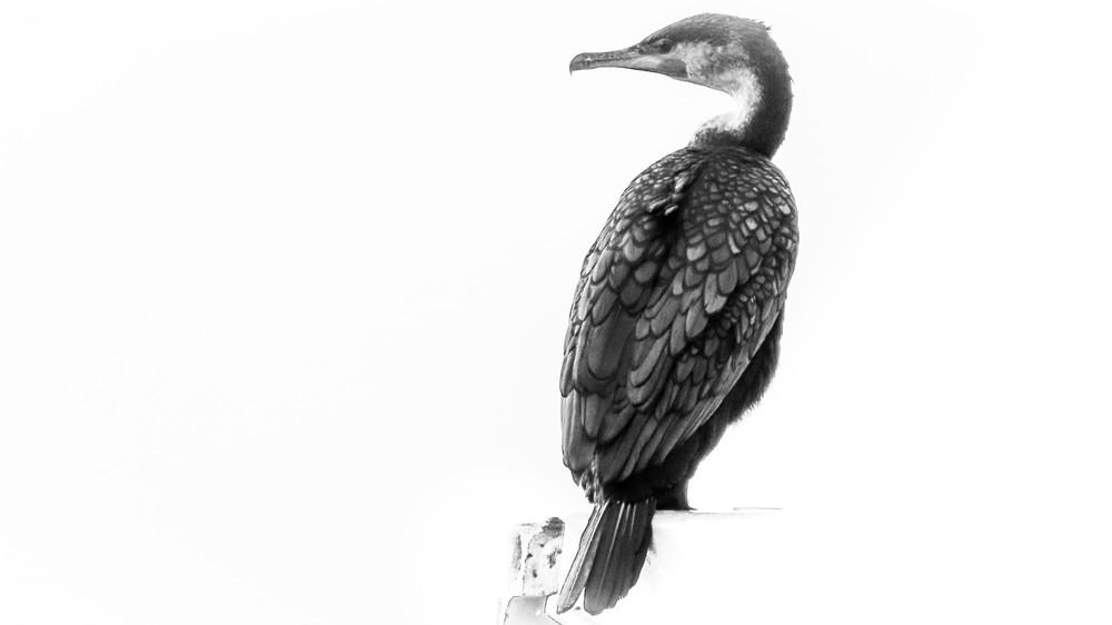 Double-crested Cormorant⁠ South Africa photography collection | Eugene L Brill