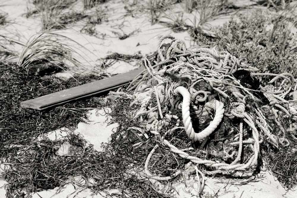 Tide Wrack Photography Art | Hatch Photo Artistry LLC Tide Wrack Photography Art | Hatch Photo Artistry LLC