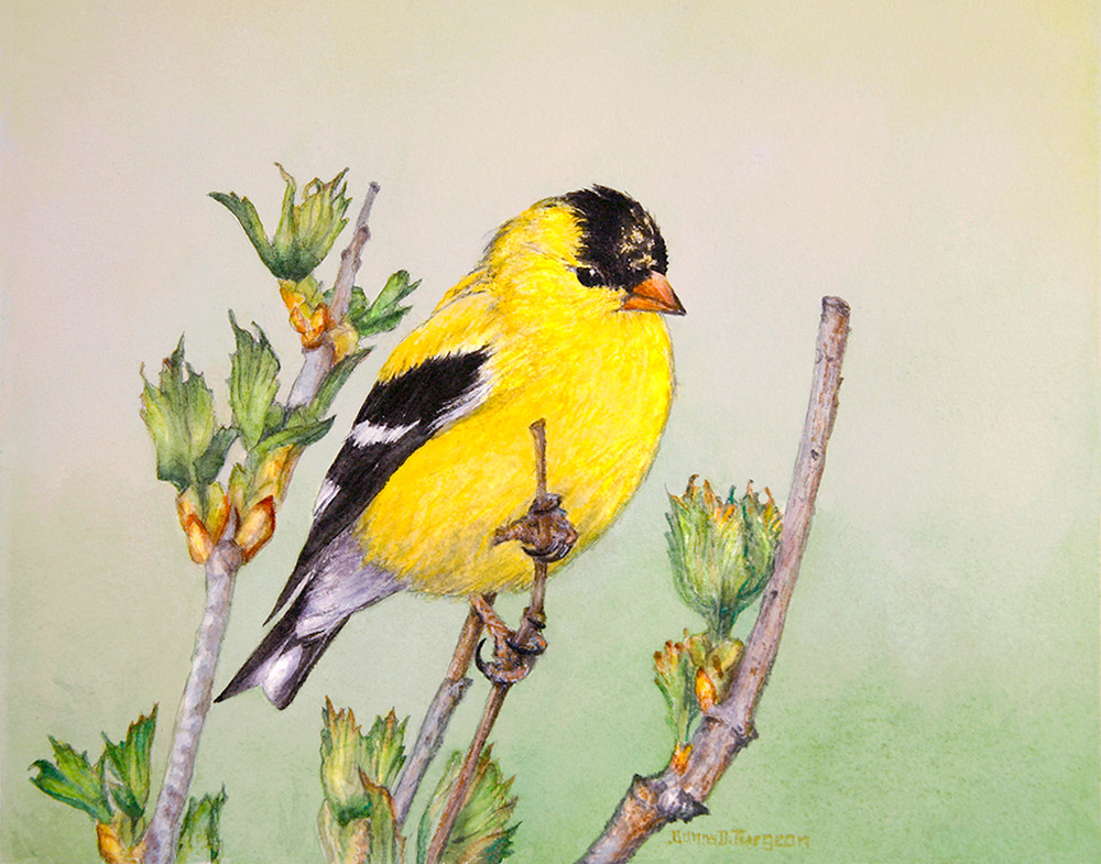 In Bright Spring Yellows, Goldfinch Male, Watercolor by Donna D. Turgeon