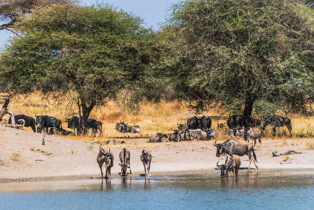 Africa, Tarangire National Park, safari