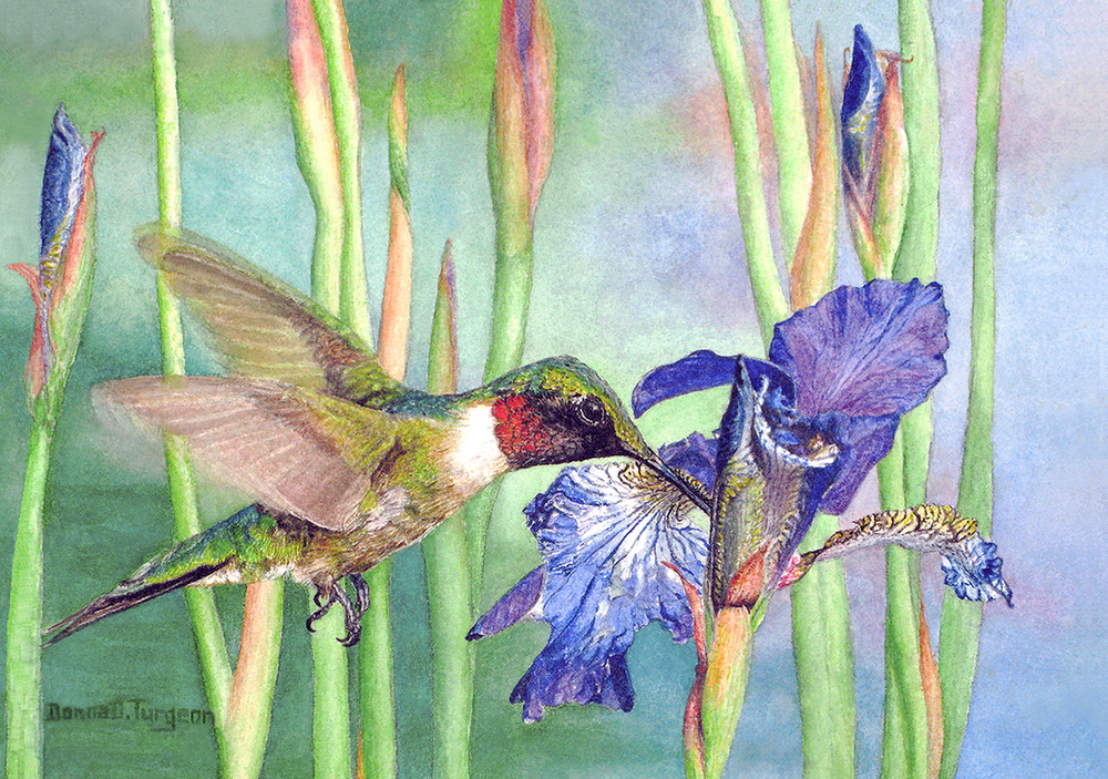 Spectacular Ruby-throated Hummingbird Male, a watercolor by Donna Turgeon