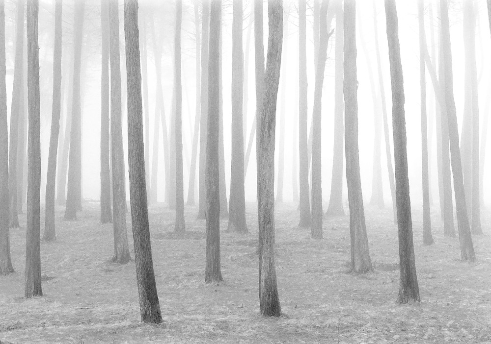 Presidio # 1 Photography Art | John Todd Photographs