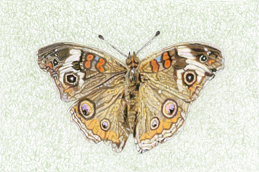 Common Buckeye Butterfly Art | Digital Arts Studio / Fine Art Marketplace