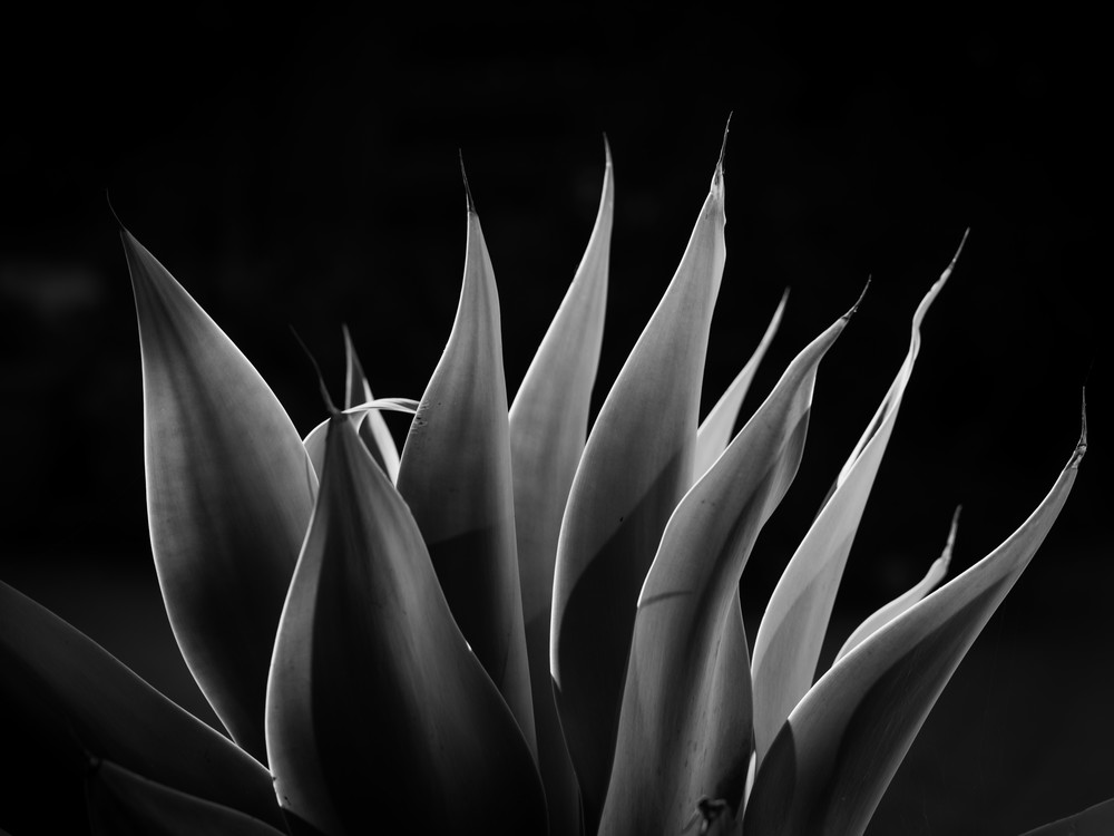 Agave, Gamble Gardens Photography Art | John Todd Photographs