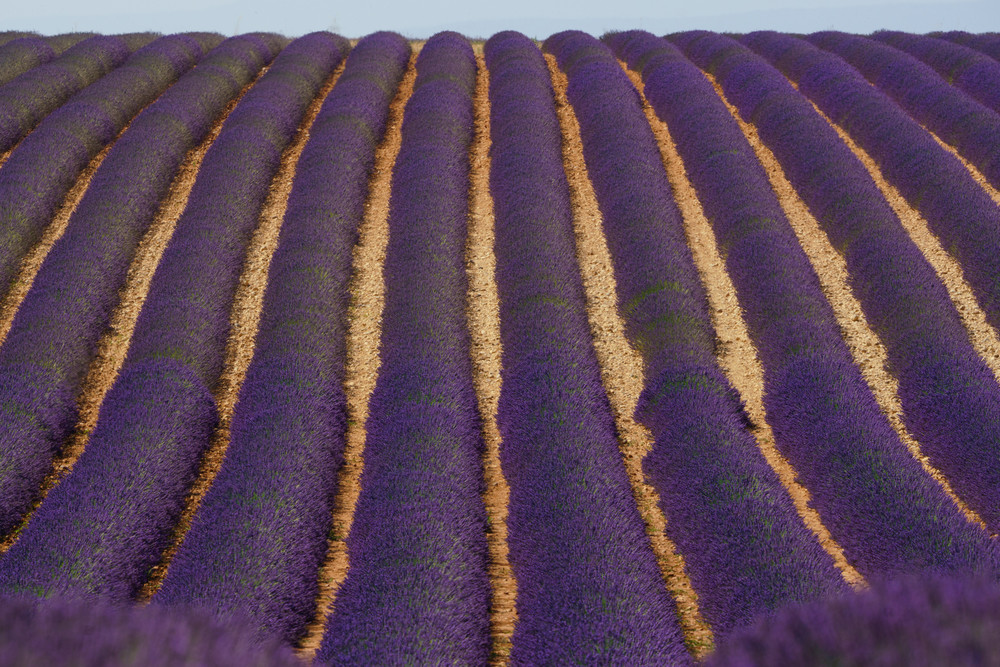 Provence Lavender Field