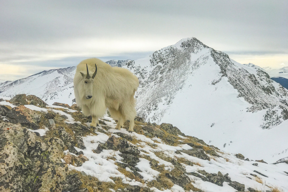 Mountain Goat  Photography Art | Alex Neuschaefer Photography