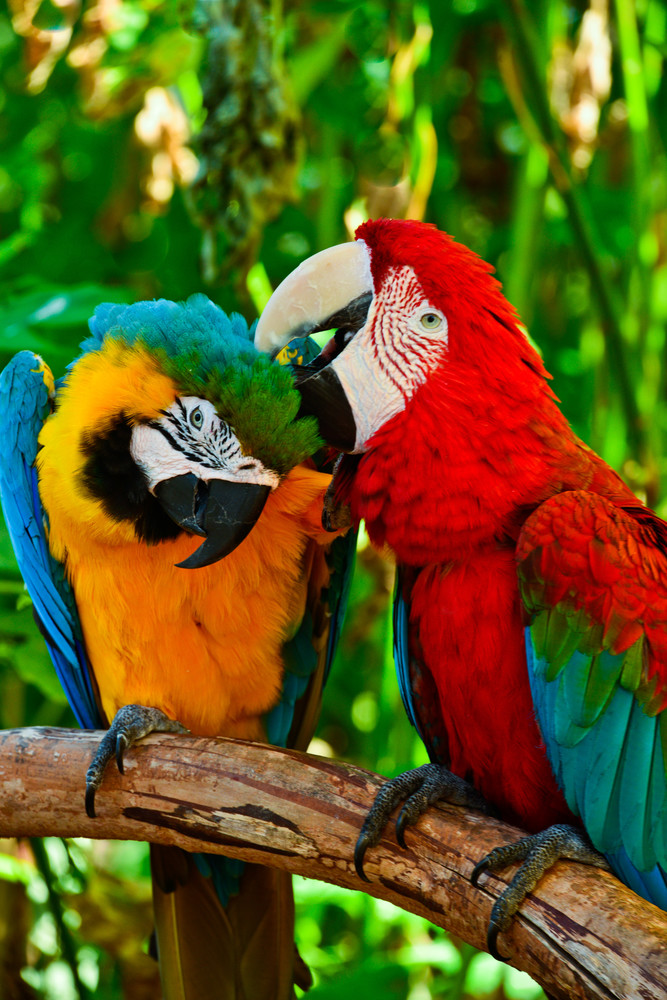 Scarlet Macaws Photography Art | Barbara Masek Photography
