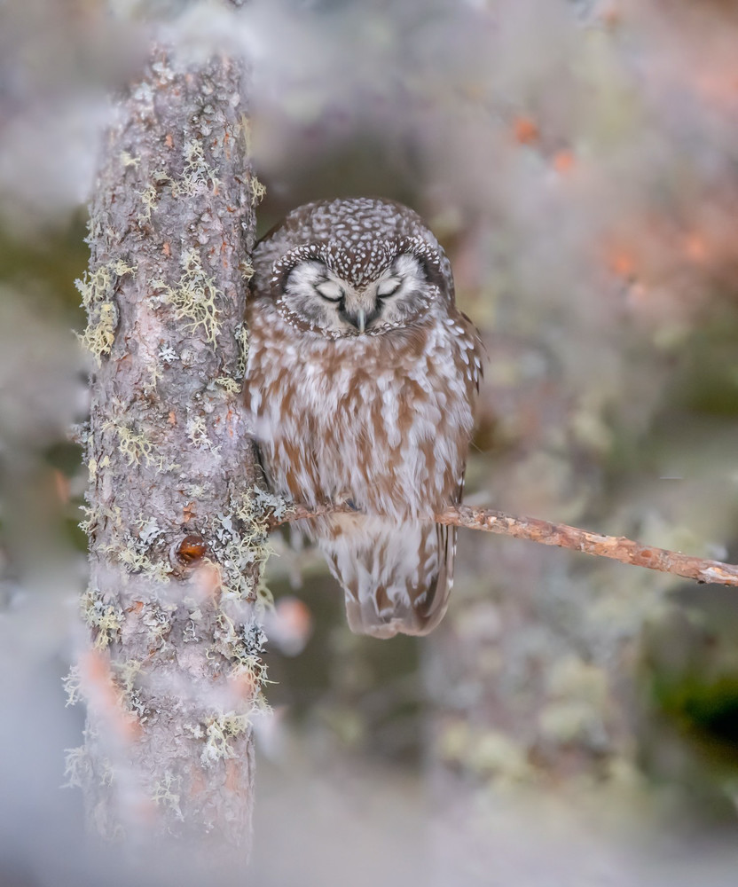 Sleepy Boreal Owl Art | Sarah E. Devlin Photography