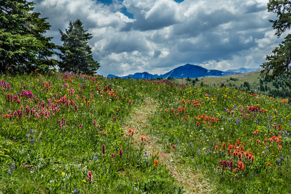 Colorado Wildflower Trail Photography Art | Kirk Fry Photography, LLC